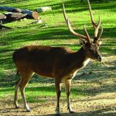 Feral rusa deer stag