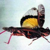 Yellow-winged locust