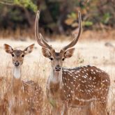 Feral chital deer with antlers