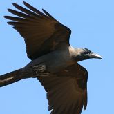 Indian house crow flying