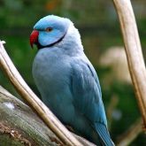 Indian ringneck parrot blue variety