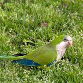 Monk parakeet