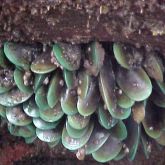 Asian green mussels cluster