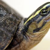 South East Asian box turtle head close-up