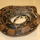 Boa constrictor curled up