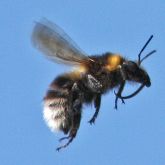 Large earth bumblebee flying