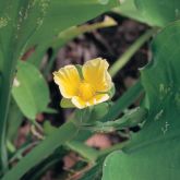 Limnocharis flower