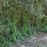 Bridal creeper smothering native plants