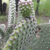 Bunny ears fruit