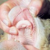 Sheep's dental pad with 2-day-old lesion.