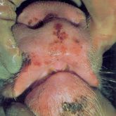 Pig's snout with 4-day-old lesions. Scab formation and healing evident.