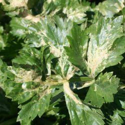 Celery leaves with yellow patches, mainly near the base of the leaves