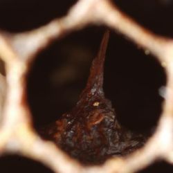 Dry brown scale at the base of a beehive cell  