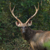 Mature sambar deer