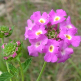 Close-up of creeping lantana flower