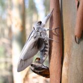 Light gray moth with dark accents on tree bark with dark cocoon shaped object 