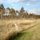 Eucalypt trees behind fence