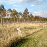 Hardwood Eucalypt plantation trees behind fence