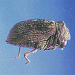 Common furniture beetle 