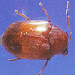 Queensland pine beetle 