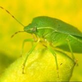 Mostly green shield-shaped bug