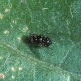 Small, shiny, black fly with clear wings