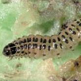 Cream caterpillar with dark head and 2 rows of dark spots down the length of the body