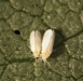 Thumbnail of Silverleaf whitefly