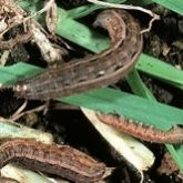 Larvae with greyish brown with variable white-dark markings