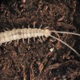 Elongated white arthropod with long antennae and multiple legs