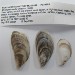 Thumbnail of Black-striped false mussel