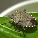 Thumbnail of Brown marmorated stink bug