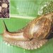 Thumbnail of Giant African snail