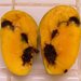 Thumbnail of Mango pulp weevil