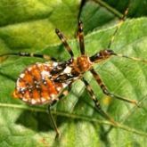 A mottled orange insect. It resembles the adult, but is paler and has a shorter, wingless abdomen.