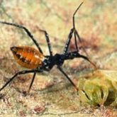 An insect with black legs and an orange abdomen. The abdomen has small light and dark markings.