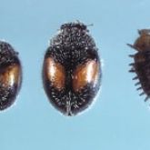 Two black-and-gold ladybird beetles, and a ladybird larva covered with spines.