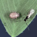 Thumbnail of Aphid parasitoids