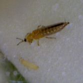 Yellow-orange to grey-black adult thrips and paler nymph