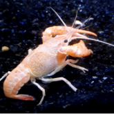 Red swamp crayfish with characteristic long claws in aquarium setting