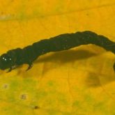 Black, dead looper larva on yellow leaf
