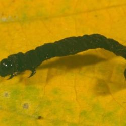 Black, dead looper larva on yellow leaf