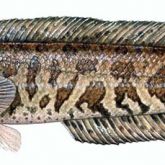 Illustration of northern snakehead fish