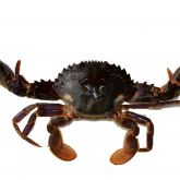 Asian paddle crab