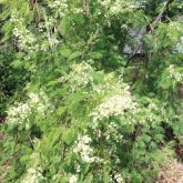 White ball acacia plant