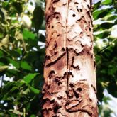 Tree trunk showing damage from Asian longhorned beetle