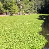 weed looking plant on banks of a creek