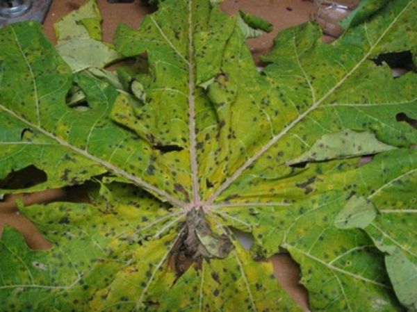 Close up of brown spot on papaya leaves