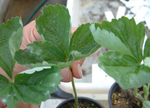 Figure 1: Symptoms on leaf showing leaf curl and white fungal growth
