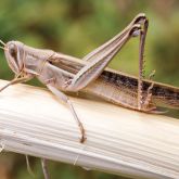 Spur-throated locust